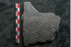 Foto (Detailansicht) von Sigillaria sp. (NHMW-GEO-2024-0188-11215)
